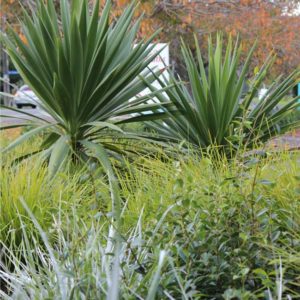 cordyline australis