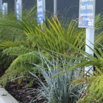 Landscape design for parking area