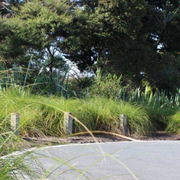 Mander Park landscape planting